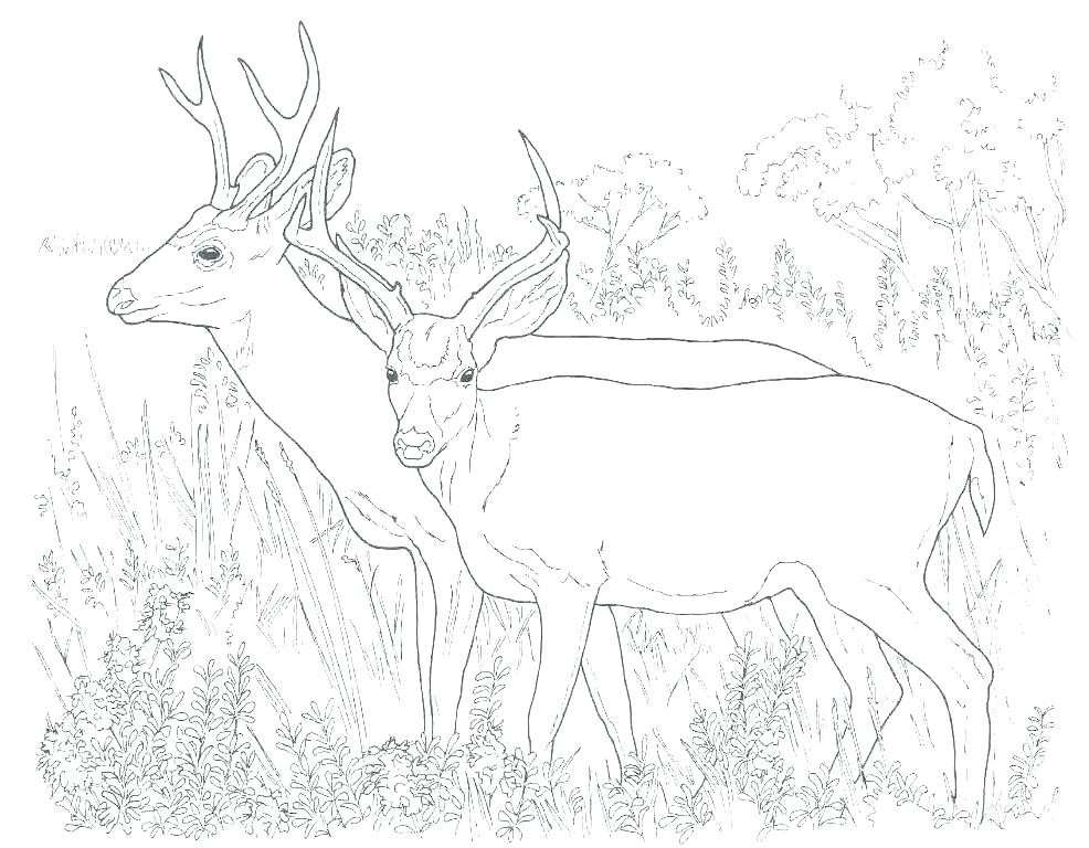 986x768 Whitetail Deer Coloring Pages Deer Coloring Picture The Incredible