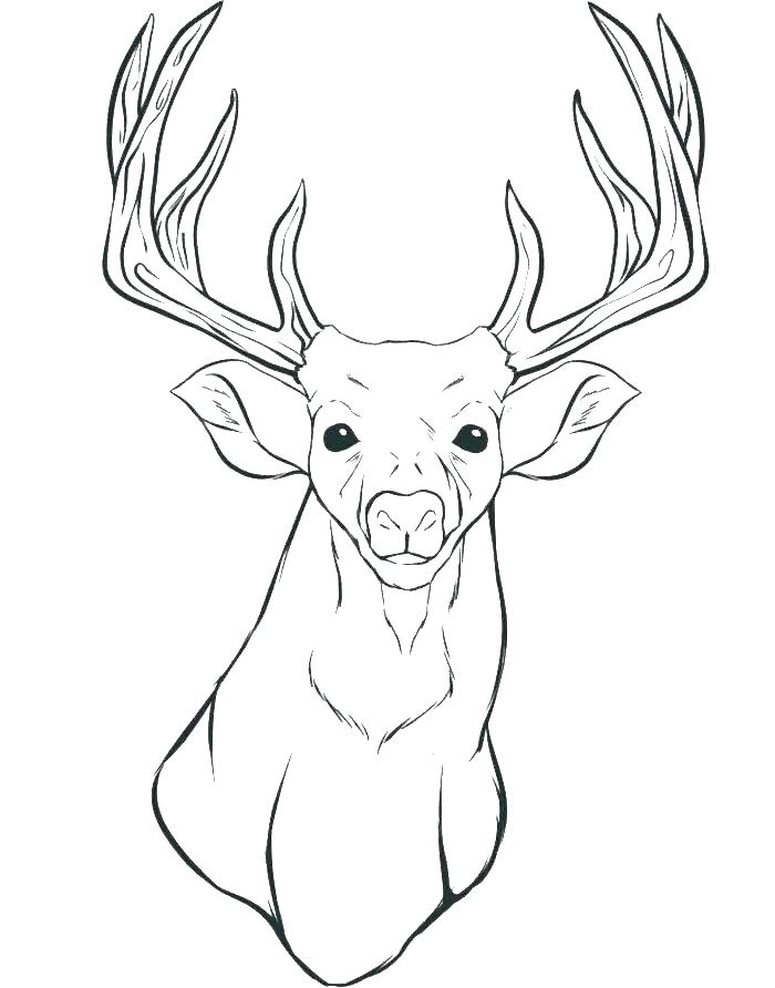 700x892 Whitetail Deer Coloring Pages Deer Realistic Whitetail Deer