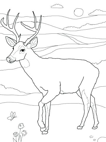 360x480 Whitetail Deer Coloring Pages Whitetail Deer Coloring Pages