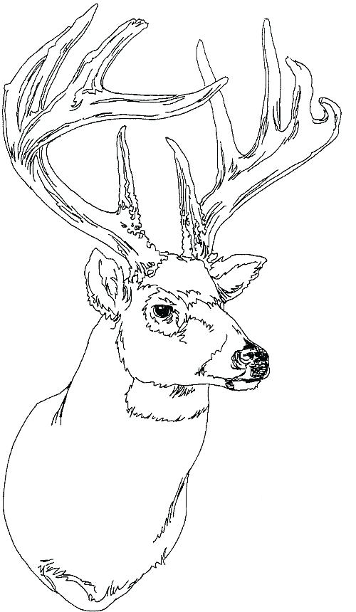 500x860 Whitetail Deer Coloring Pages Whitetail Deer Coloring Pages Best