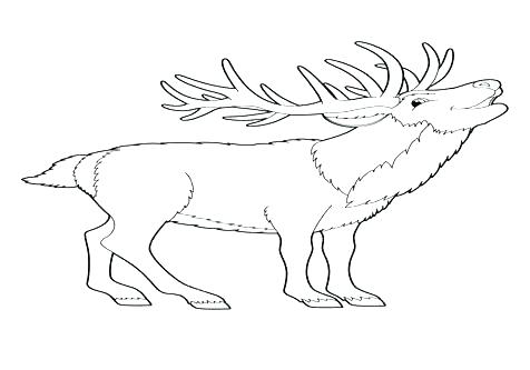 476x333 Baby Deer Coloring Pages