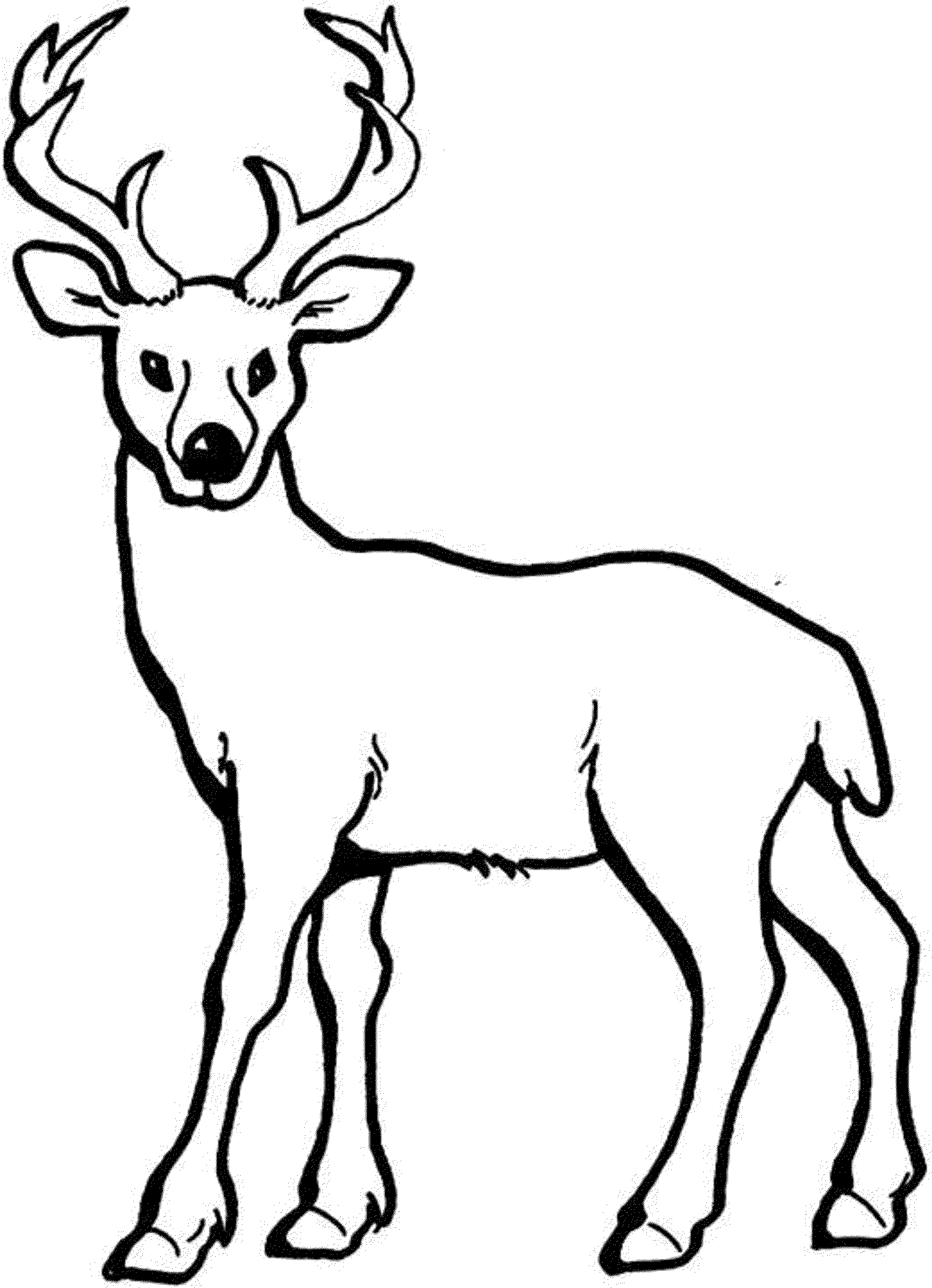 2000x2764 Realistic Deer Coloring Pages