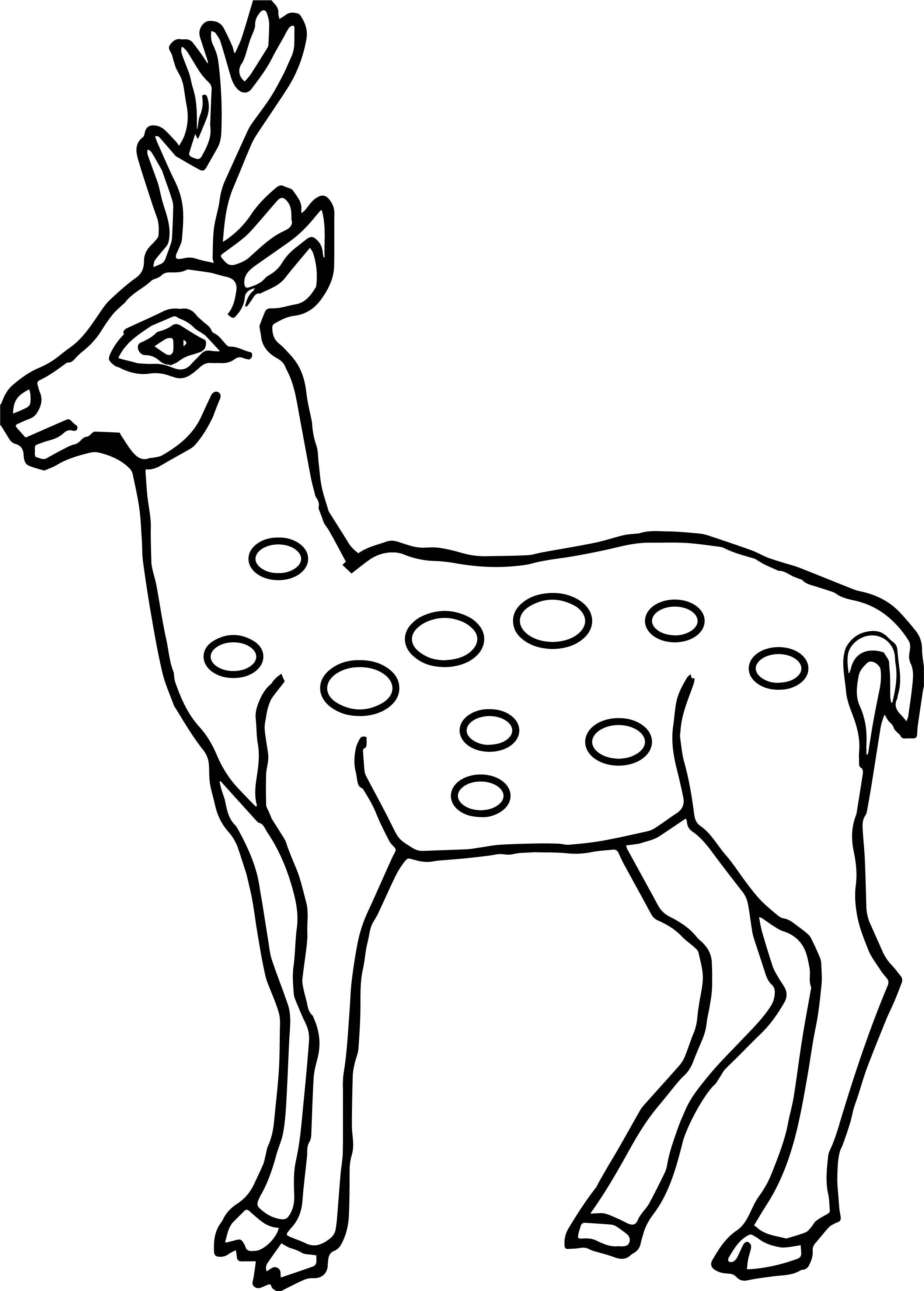 2507x3503 Deer Coloring Mule Pages