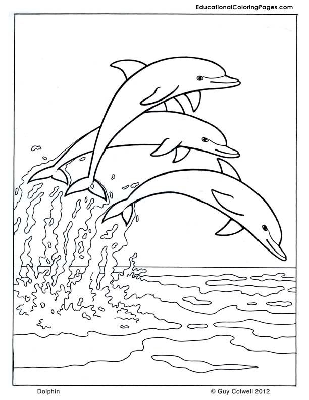 612x792 Dolphin Coloring, Dolphin Images, Free Printable Dolphin Mammals