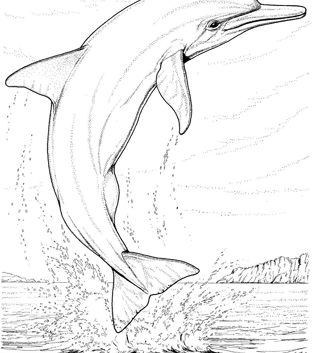 1073x1200 Printable Dolphins Coloring Page And Sheets Free Pages Animals