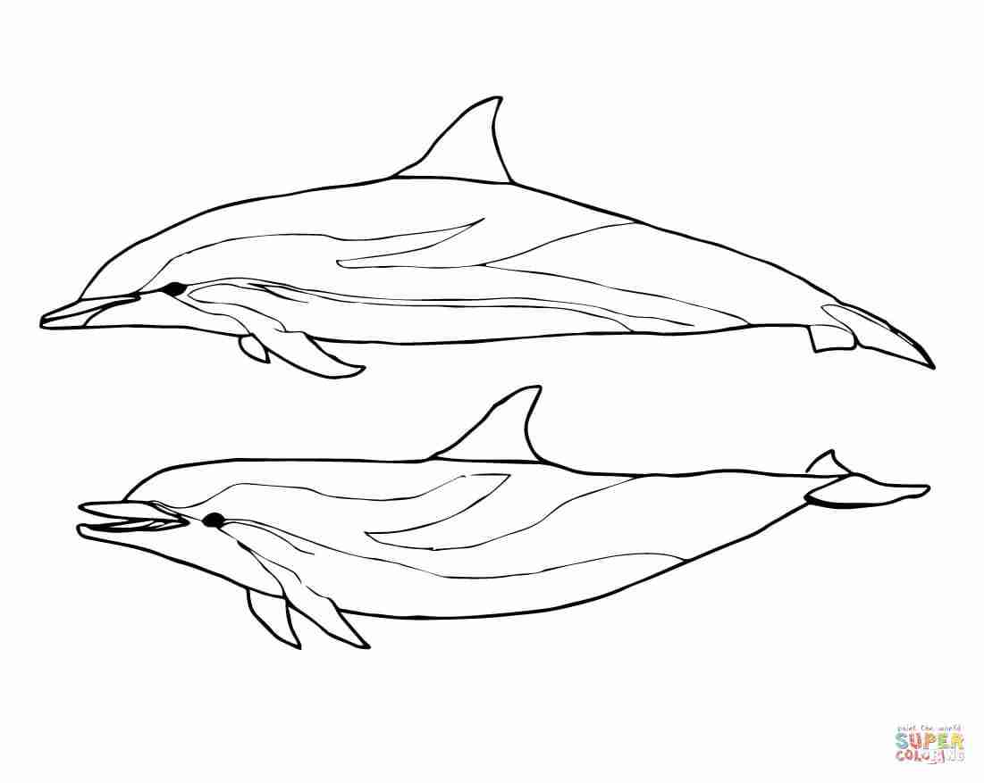 1101x877 Baby Dolphin Coloring Pages Regarding Invigorate In Tearing