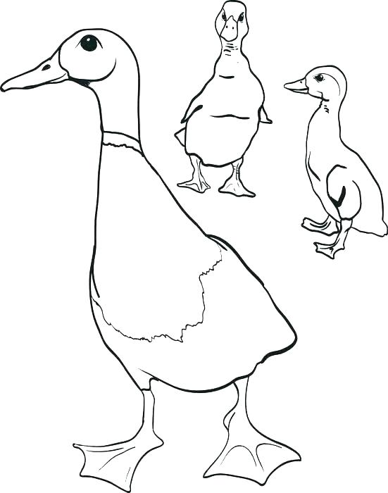 551x700 Ducks Coloring Page Baby Duck Coloring Pages Duck Color Pages
