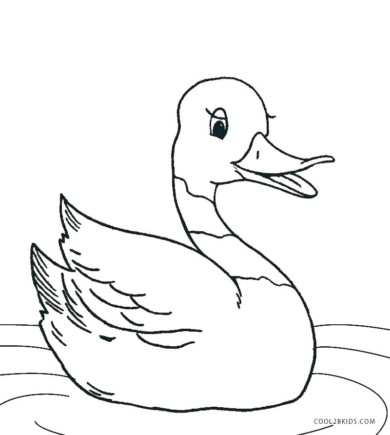 800x892 Mallard Coloring Page Mallard Duck Couple Looking For Food