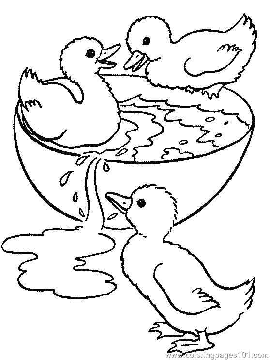 558x742 Mallard Duck Coloring Page Printable Realistic Mallard Duck