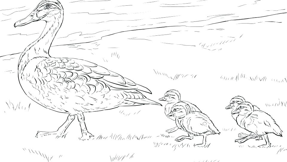 960x544 Mallard Duck Coloring Page Grandmaman.site