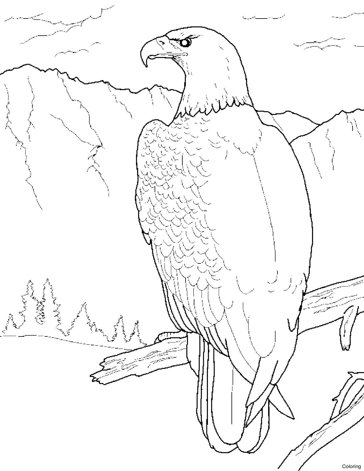 1236x1600 Coloring Book Pages Of Bald Eagles New Bald Eagle Coloring Pages