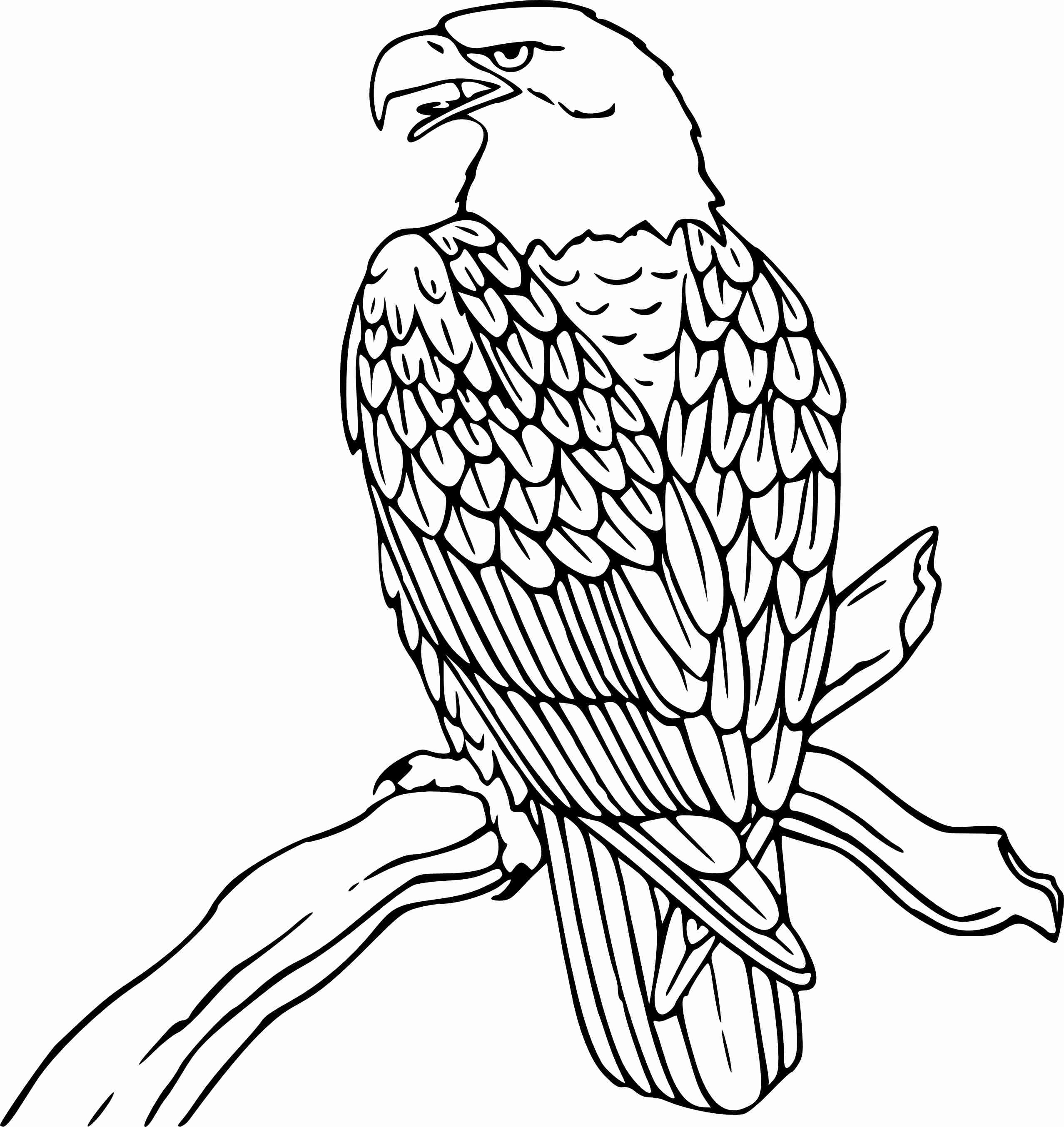 2555x2706 Printable Bald Eagle Coloring Pages Me Brilliant Eagles Olegratiy