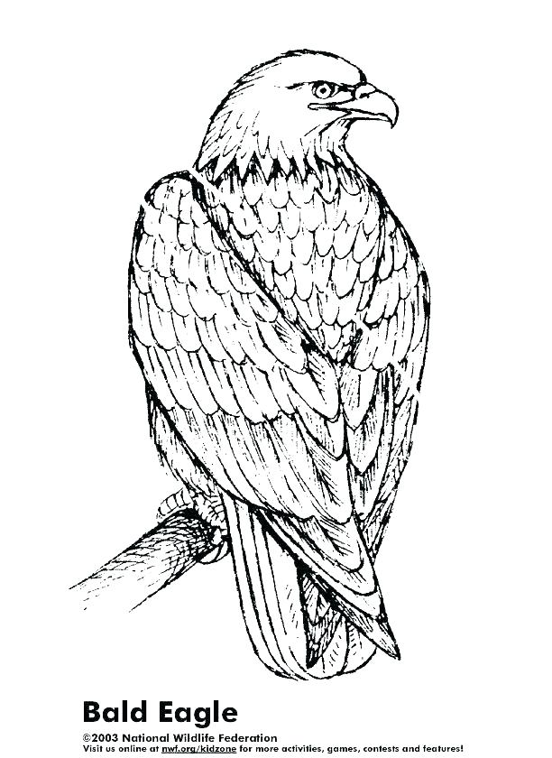 612x840 Bald Eagle Coloring Page Icontent