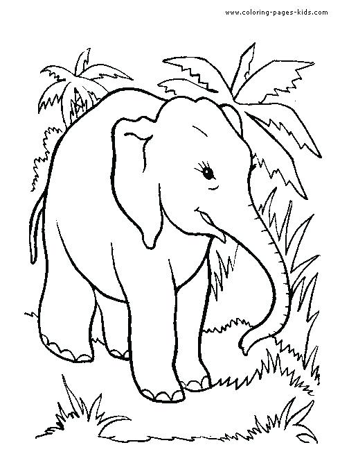 504x677 Realistic Animal Coloring Pages Jungle Animals Coloring Pages