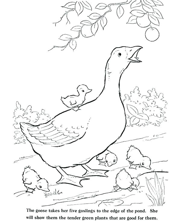 600x734 Animal Farm Coloring Pages