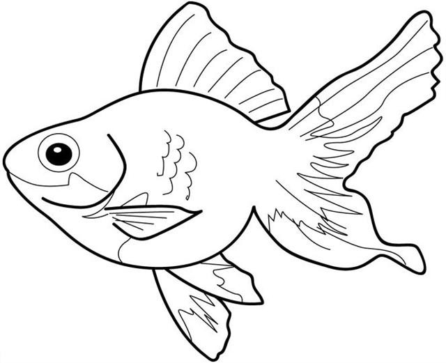 640x521 Realistic Fish Coloring Pages Wagashiya