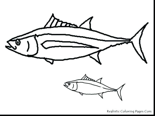 618x463 Realistic Fish Coloring Pages Ocean Fish Coloring Pages Fish