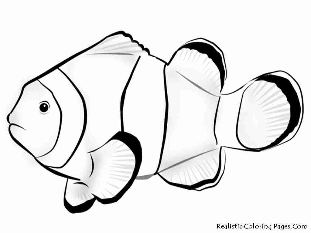 1024x768 Realistic Fish Coloring Pages Wallpaper Download Cucumberpress Com