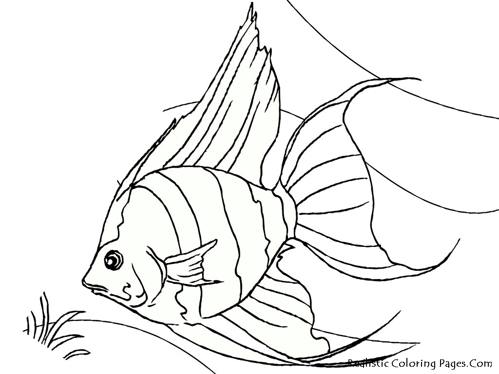 1024x768 Tropical Fish Coloring Pages