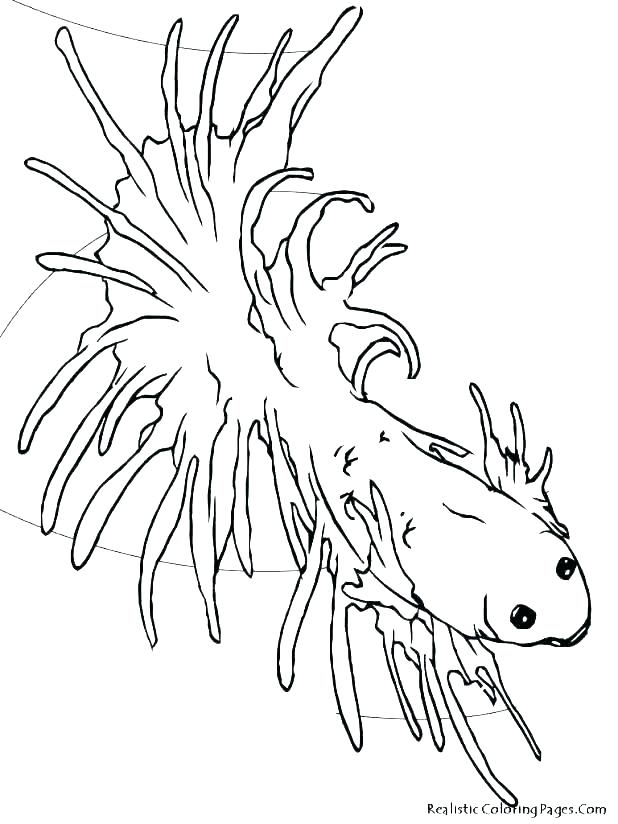 618x824 Tropical Fish Coloring Page
