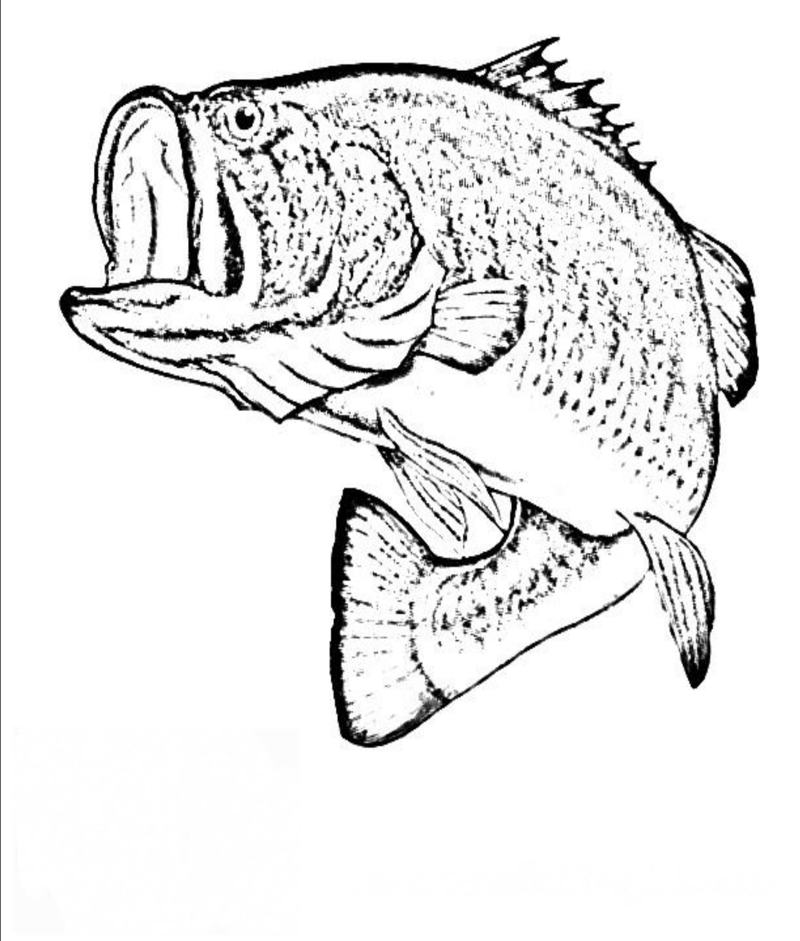 2550x3000 Bass Fish Coloring Pages Coloring