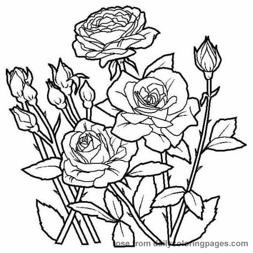 522x522 Realistic Flower Coloring Pages 14