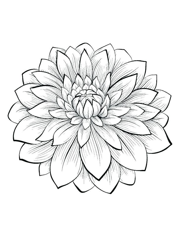 736x950 Realistic Flower Coloring Pages Free Printable Coloring Image