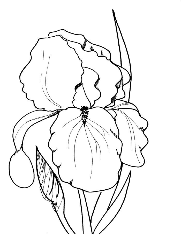 700x906 Realistic Flower Coloring Pages Page Image Clipart Images