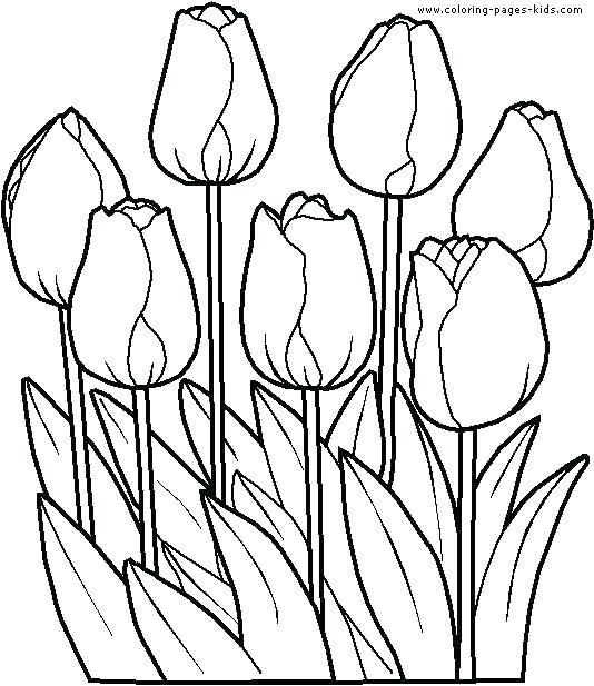 534x617 Flower Color Pages