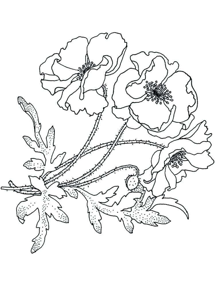 750x1000 Flower Coloring Pages To Print