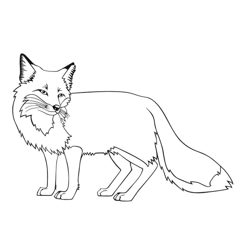 800x821 Fox Coloring Pages Free Printable Fun Time