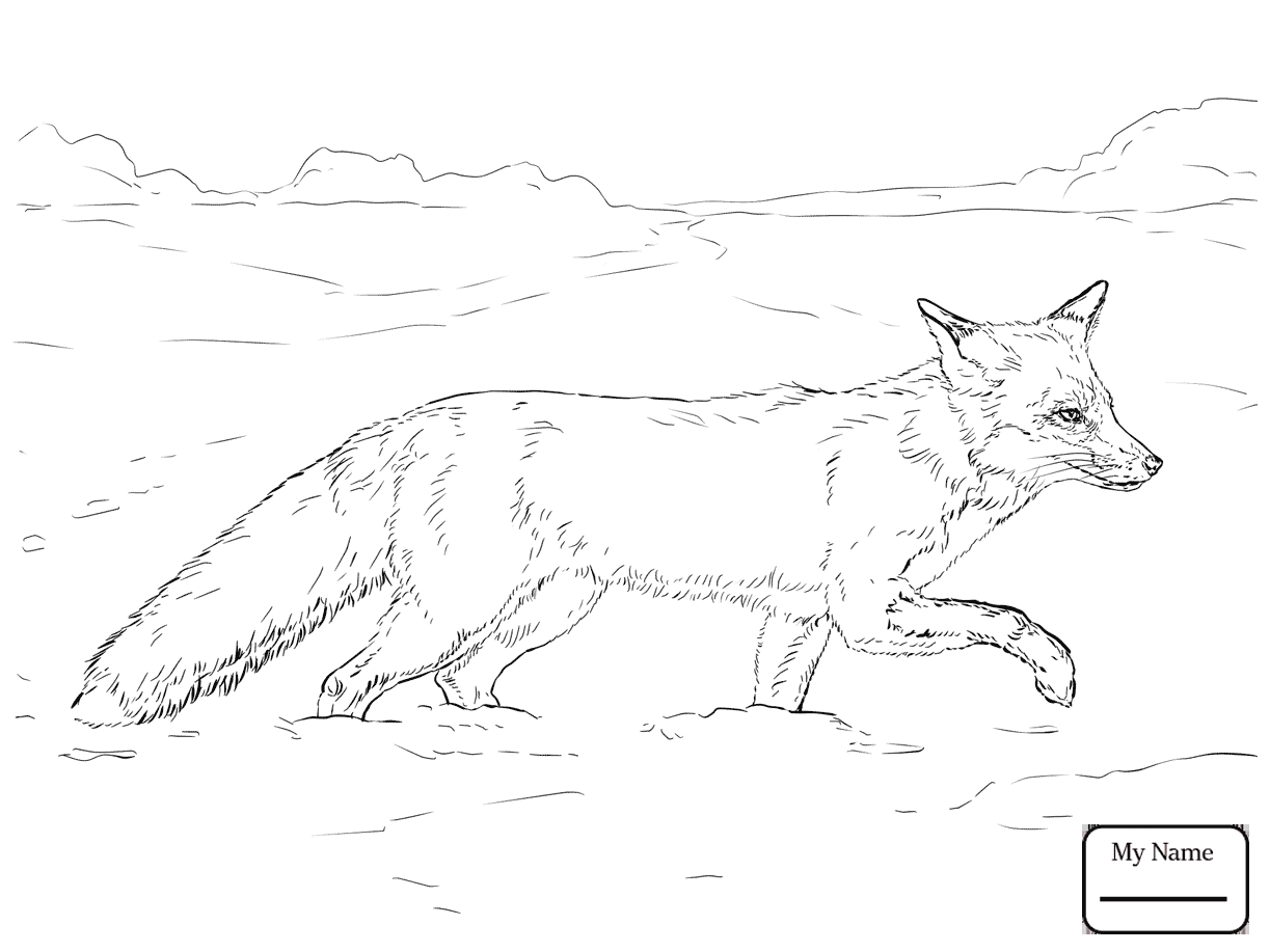 1223x917 Awesome Realistic Fox Coloring Pages Design Free Brilliant
