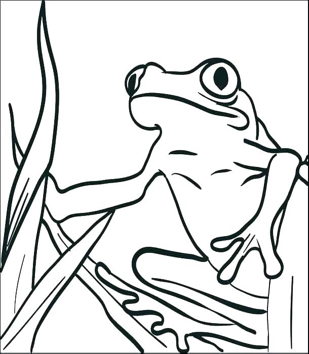 610x700 Free Frog Coloring Pages Coloring Page Of A Frog Free Frog