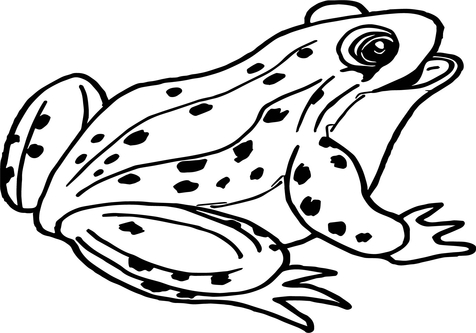 476x333 Frog Coloring Pages For Kids Coloringstar