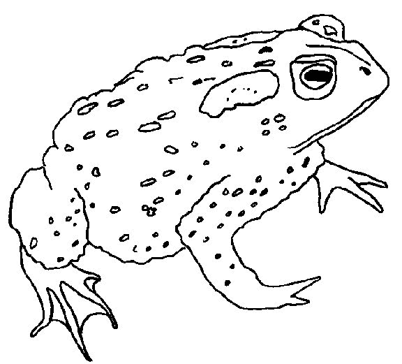 576x521 Frog Coloring Pages To Print