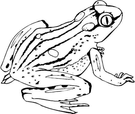 555x468 Realistic Frog Coloring Pages Frog Coloring Pages Free Printable