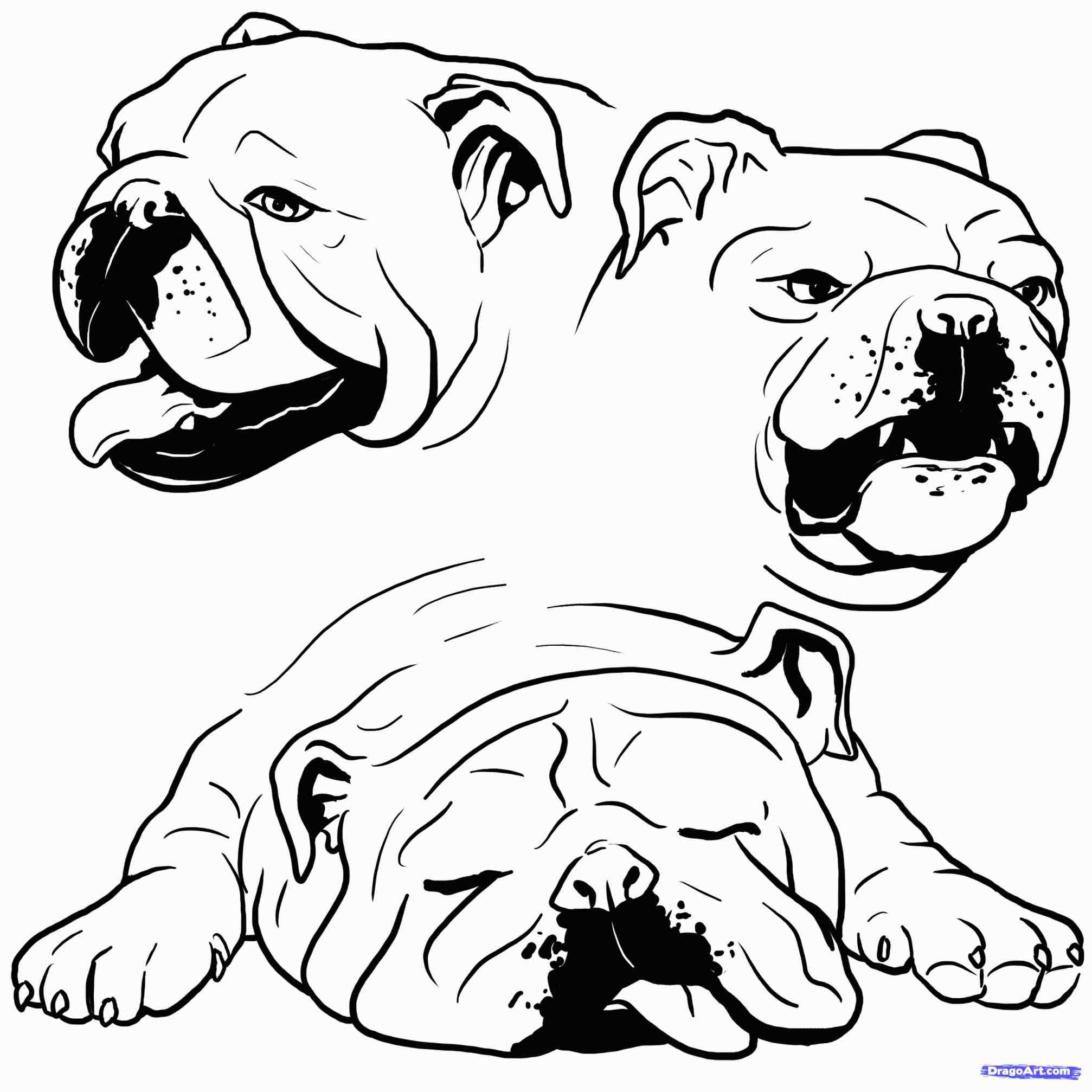 2014x2014 Realistic Frog Coloring Pages