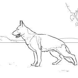 250x250 German Shepherd Dogs Coloring Page Free Printable Coloring Pages