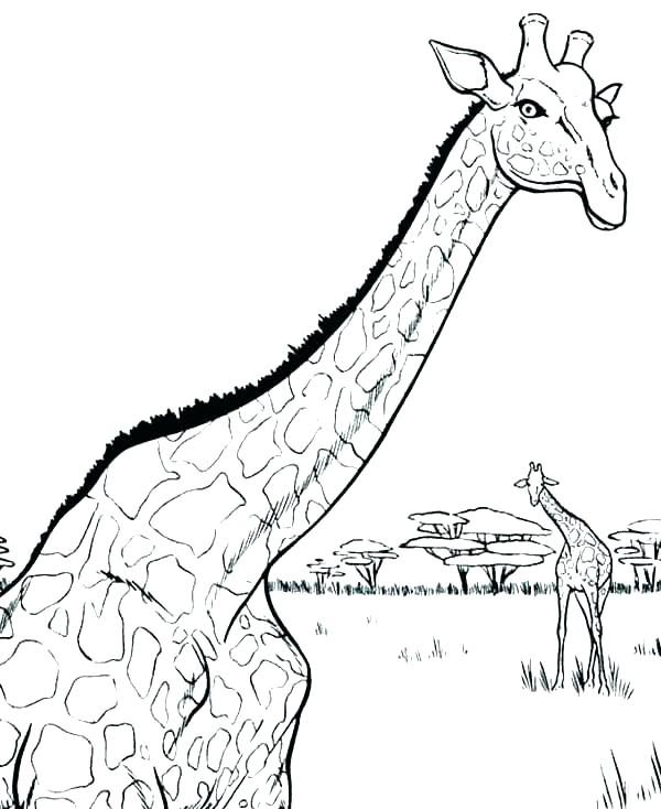 600x734 Giraffe Coloring Pages Giraffes Coloring Pages Realistic Giraffe