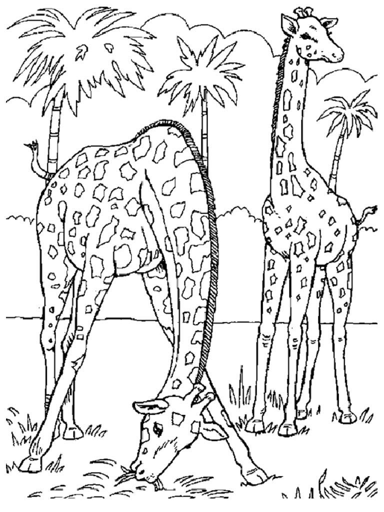 768x1024 Realistic Giraffe Coloring Pages For Adults Grown Up Coloring