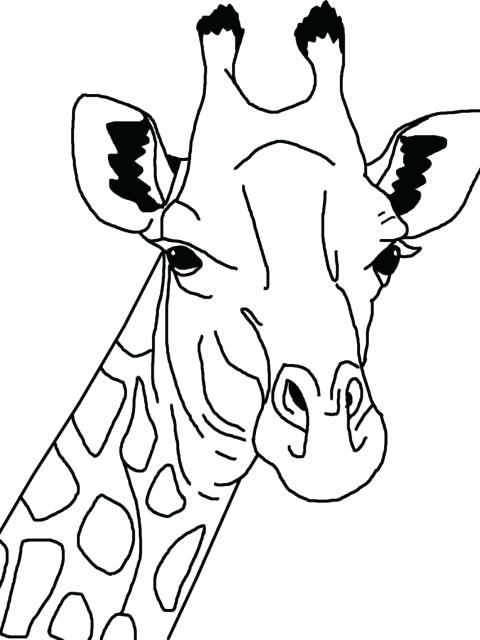 480x640 Unique Giraffe Coloring Pages And 98 Realistic Giraffe Coloring