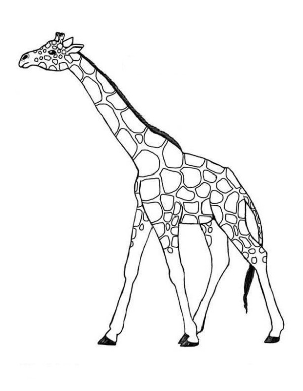 600x773 Giraffe Coloring Pages For Kids Online Coloring Pages