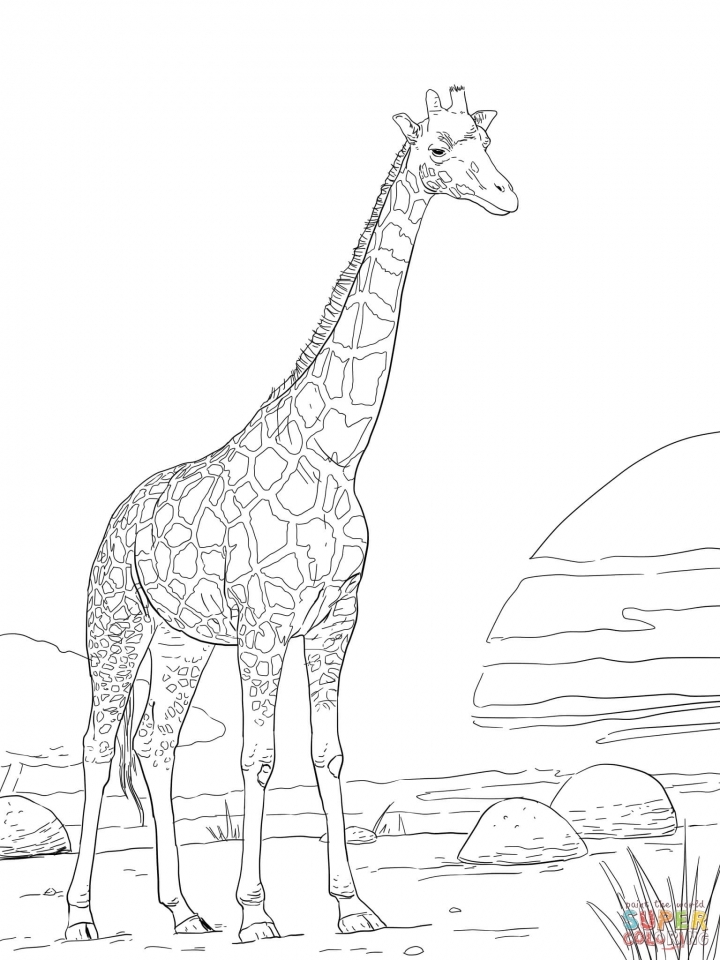720x960 Get This Realistic Giraffe Coloring Pages For Adults 74916 !