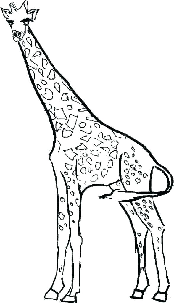 588x1024 Giraffe Coloring Page Coloring Pages Giraffes Medium Size