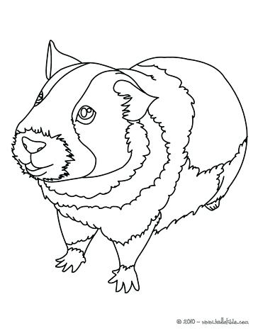 364x470 Guinea Pig Coloring Page Guinea Pig Picture Coloring Page