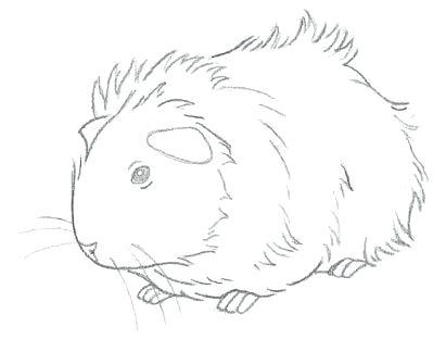 411x312 Guinea Pig Coloring Pages Baby Pig Coloring Pages Smiling Pig
