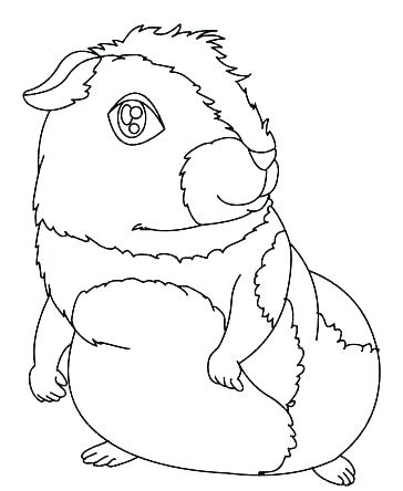 364x444 Guinea Pig Coloring Pages Guinea Pig Coloring Pages Guinea Pig