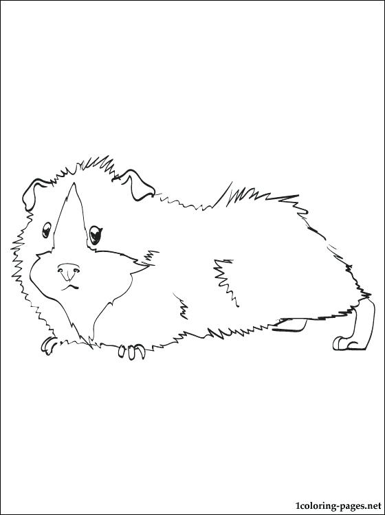 560x750 Realistic Guinea Pig Coloring Pages Guinea Pig Printable