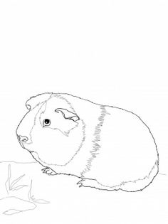 236x315 Top 25 Free Printable Guinea Pig Coloring Pages Online Cavy