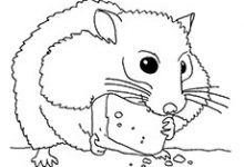 220x150 Hamster Coloring Pages